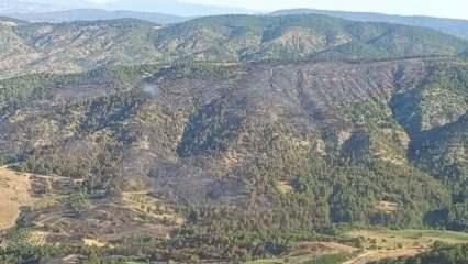 Zonguldak'ta ormana girişler yasaklandı