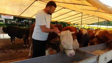 Ülke genelinde tüm hayvan pazarları kapatıldı