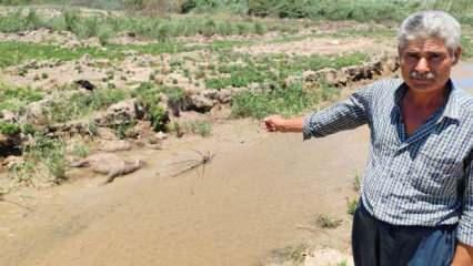 Hatay'da korkunç iddia: Bu dereden su içen hayvanlar bir bir ölüyor 
