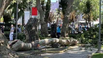 Ağaçtan kopan dal üzerlerine düştü: 1 ölü, 2 yaralı