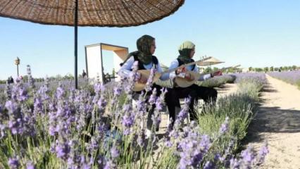 Burası Türkiye’nin en büyük Lavanta Bahçesi: Festival coşkusu başladı