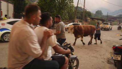 İzmir için için yandı! Vatandaşların çaresiz kaçışı görüntülendi...