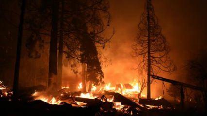 California alev alev yanıyor! 34 bin hektar alan küle döndü!