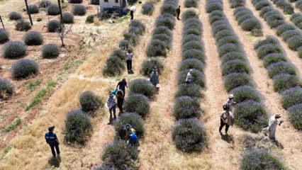 Bu tarlalardan deklanşör sesleri yükseliyor! Turistlerin uğrak adresi oldu
