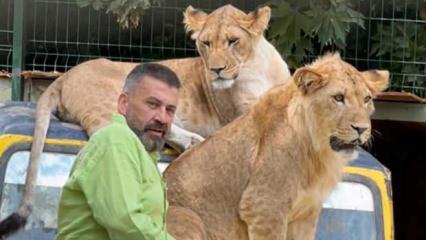 &Ccedil;ift&ccedil;iye saldıran &lsquo;Zeus&rsquo; isimli aslanın sahibi konuştu: &lsquo;İnsanlara saldırmazdı&rsquo;