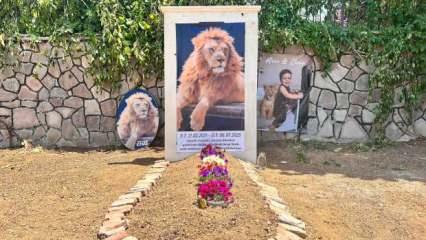 &Ccedil;ift&ccedil;iyi yaraladıktan sonra &ouml;ld&uuml;r&uuml;len aslan i&ccedil;in temsili mezar yapıldı