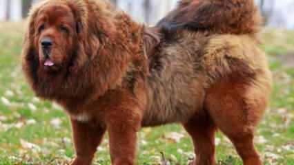 Dünyada en çok yasaklanan köpek cinsleri! İlk çocukları ısırıyor