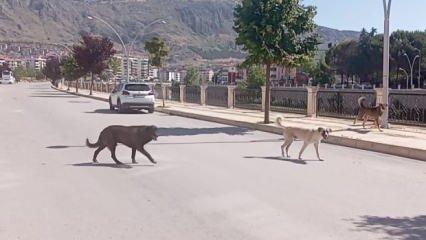 İşte Amasya sokakları! ‘Köpek çetesi’ halkı korkutuyor