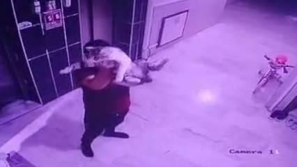 Konya’da hamile kediyi yere fırlatan kişi gözaltına alındı