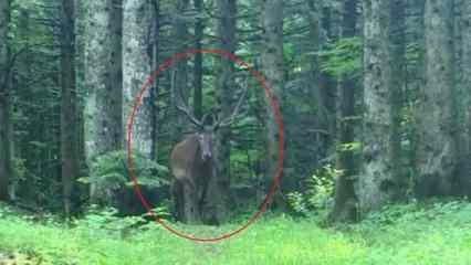 Bursa'da g&ouml;r&uuml;nt&uuml;lendi: Ağırlıkları 200 kilogram, boyları ise 2 metreyi buluyor