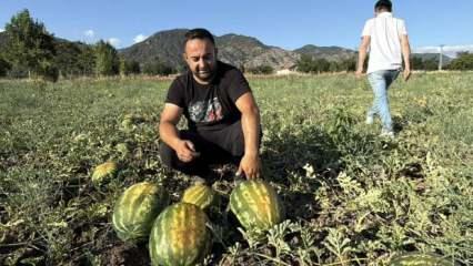 Dönüm fiyatı 10 bin lira: Hasat başladı