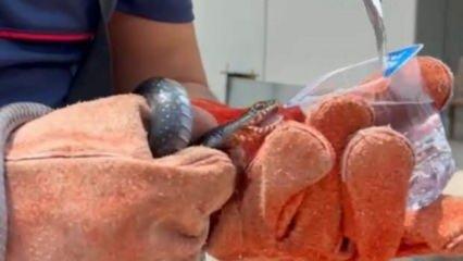 Osmaniye’de evin bahçesine giren yılana itfaiye eri su içirdi