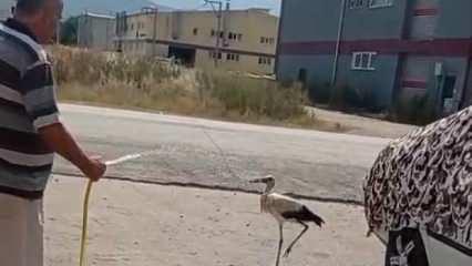 Sıcaktan bunalan leyleği hortumla ıslatarak serinletti