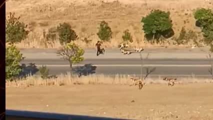 Suriye'de ateşkesi reddeden Dürzi lider el-Hicri'nin amacı ne? 