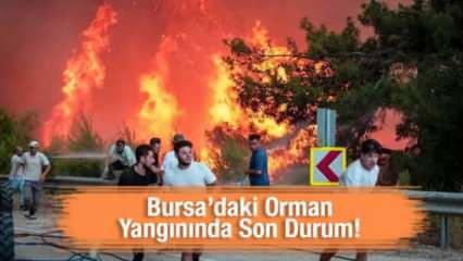Bursa'daki orman yangınında son durum! 3 köy tahliye edildi, hasar gün ağarınca ortaya çıktı