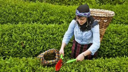 Çaykur'un ikinci sürgün yaş çay alımı 91 bin tona ulaştı
