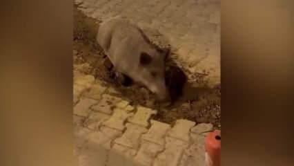İzmir’de bozuk yollar domuzları sevindirdi