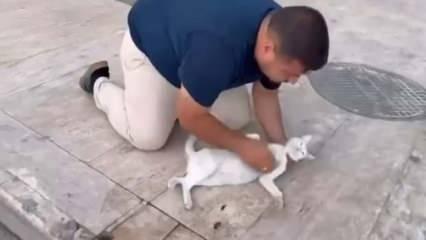 Kediyi, suni teneffüs ve kalp mesajı ile kurtarmaya çalıştı
