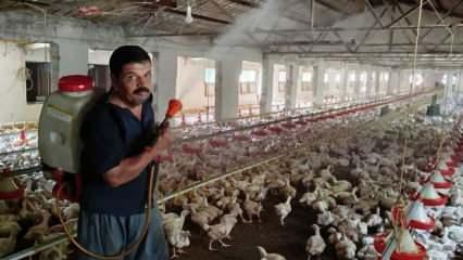 Aşırı sıcaktan bunalan 10 bin tavuğu serinletmek için ilginç bir yol buldu