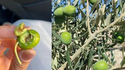 Zeytin üreticilerine ur gibi bela oldu! Verim kötü etkilenebilir