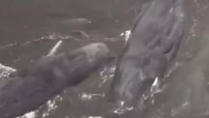 8.8'lilk deprem sonrası onlarca balina karaya vurdu