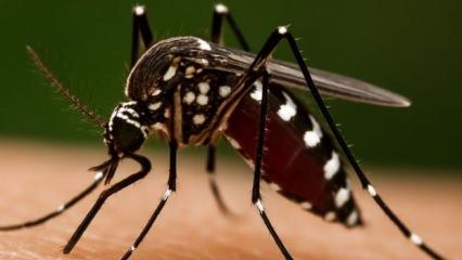 Chikungunya virüsü nedir? Türkiye'de vaka var mı? Uzmanı açıkladı