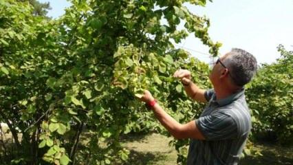 Fındıkta erken hasat uyarısı