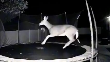 Hayvanlar alemi trambolinde eğlendi...