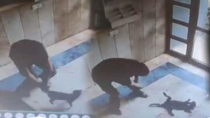 Kediyi işkence ederek öldüren cani tutuklandı