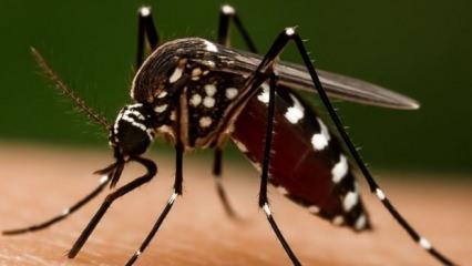Prof. Dr. Özlü'den ‘Chikungunya’ virüsü açıklaması: Yakın bir tehdit söz konusu mu?