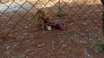 Şanlıurfa'da köpek dehşeti: Koruma altındaki 2 ceylanı telef ettiler 
