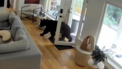 3 kiloluk Pomeranian, eve giren dev ayıyı korkutarak kaçırdı