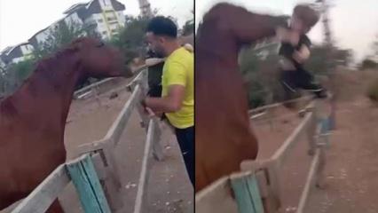 3 yaşındaki çocuk atı sevmek isterken dehşeti yaşadı! Isırarak havaya fırlattı