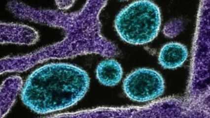 Çin’de chikungunya virüsü alarmı: Sivrisinek kaynaklı salgın büyüyor