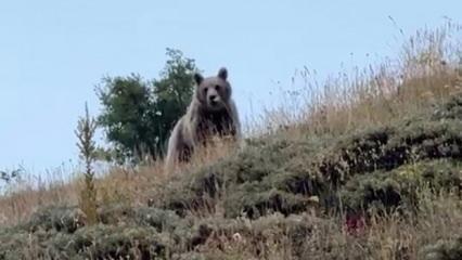 Gülümseten anlar Erzurum'dan: Zılgıtı yiyen ayı ardına bakmadan kaçtı