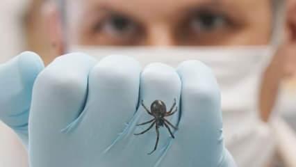İngiltere’de kırmızı alarm: ‘Pencereleri kapatın!’ uyarısı!