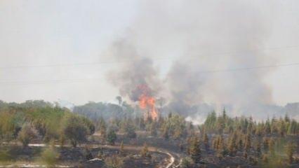 Kırklareli'nde ağaçlık alanda yangın