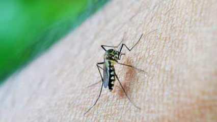 Çin’de yeni alarm: Chikungunya! Vaka sayısı 7 bini geçti