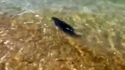 Saros’ta su samuru sürprizi