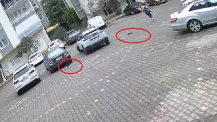 Şaşkına çeviren görüntü: Kediler, kadını evine kadar kovaladı