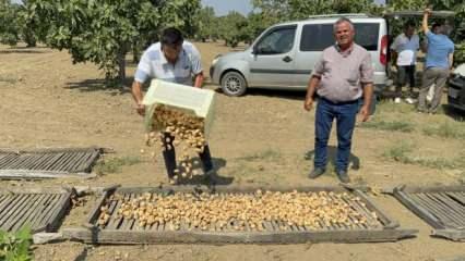 Sezonun ilk kuru incirinin kilosu 400 liradan satıldı