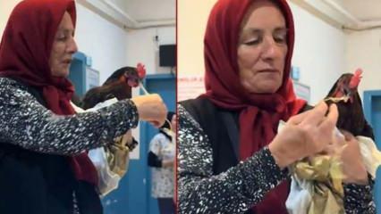 Fıkra gibi olay! Röntgeni çekilen tavuk ameliyata alındı