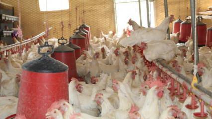 30 tavukla başladı, 1.700 tavuğa ulaştı! B&ouml;lgeye &ouml;rnek oldu