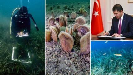 Bakan Kurum: Pina ve deniz çayırları Marmara'ya nefes oluyor