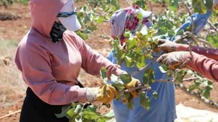 Boz Antep fıstığı kilosu 700 liradan satılıyor: Üretici mutlu