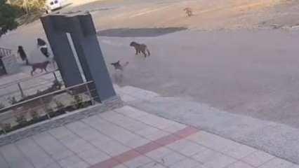 Bursa’da başıboş sokak köpeği dehşeti: Son anda kurtuldular