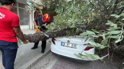 İstanbul'da korku dolu anlar: 3 ağaç birden devrildi!