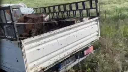Kovan taşıyan kamyon devrildi! Etrafa binlerce arı yayıldı
