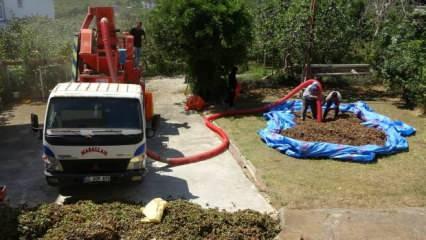 Fındıkta patoz mesaisi başladı: Saatlik ücreti duyan inanamadı