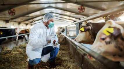 Bakanlık: Şap salgını kontrol altına alındı